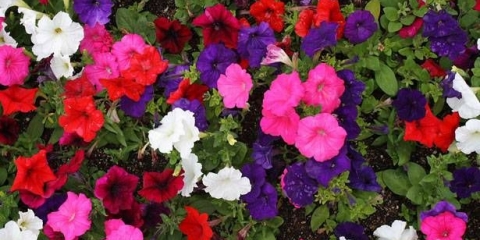 Kako sakupiti sjeme frotir petunije